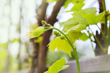 Blossoming Grapes. Closeup of view in beginning stage. Green flowers. The initial development of...