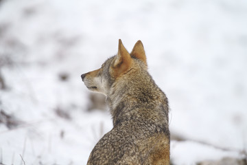 parco nazionale d'abruzzo
