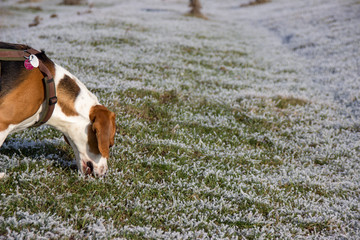 Dog eats frozen grass