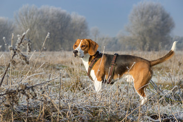 Beagle enjoys the sun in icy winter landscape