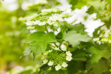 Flowers of blooming guelder-rose. Corymbose inflorescence of the viburnum (Viburnum opulus)