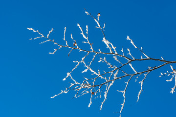 Baumäste mit Schnee