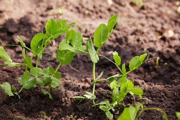 Sprouts of young peas grow on the bed. A patch with young green peas. young green peas plant in the soil