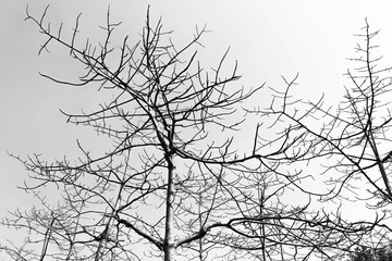Silhouette of Tree branches in monochrome style
