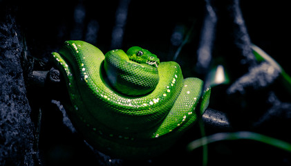 green snake