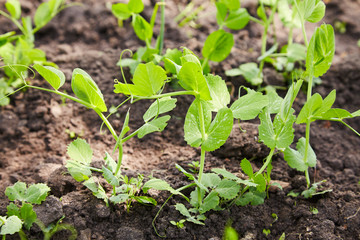 Sprouts of young peas grow on the bed. A patch with young green peas. young green peas plant in the soil