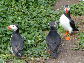 Puffins 2