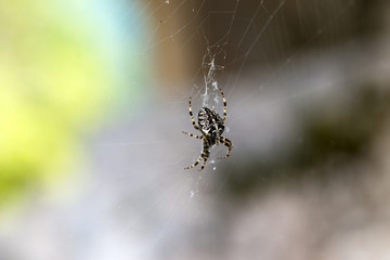 Cross Spider (Araneus diadematus). Dolomiti mountain