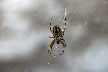 Cross Spider (Araneus diadematus)