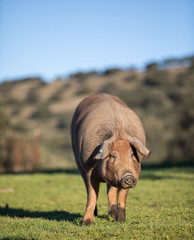 Iberian pigs in the nature eating