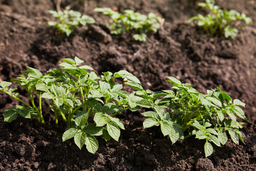 Young potato plants growing on the soil in rows. Potato bush in the garden. Healthy young potato plant in organic garden.