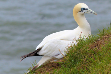 Gannet 1