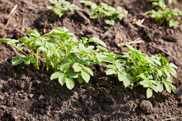 Young potato plants growing on the soil in rows. Potato bush in the garden. Healthy young potato plant in organic garden.