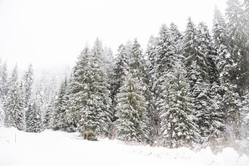 Fototapeta na wymiar Snowy fir trees in winter forest background