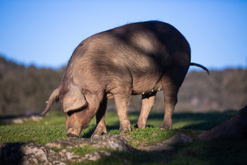 Iberian pigs in the nature eating
