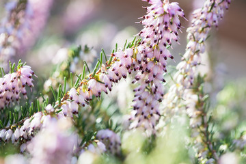 Delicate rose-pink flowers of Erica darleyensis plant (Winter Heath) in winter garden during sunny day