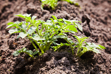 Young potato plants growing on the soil in rows. Potato bush in the garden. Healthy young potato plant in organic garden.
