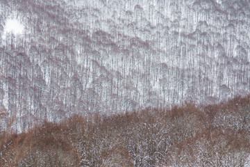 parco nazionale d'abruzzo