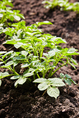 Young potato plants growing on the soil in rows. Potato bush in the garden. Healthy young potato plant in organic garden.