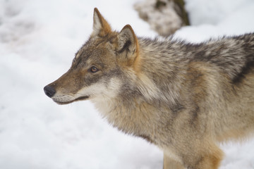 parco nazionale d'abruzzo