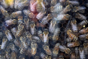 Abeilles dans leur ruche
