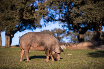 Iberian pigs in the nature eating