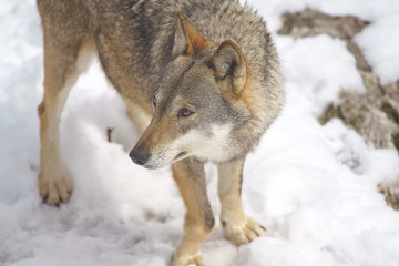 parco nazionale d'abruzzo