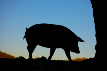 Iberian pigs in the nature eating