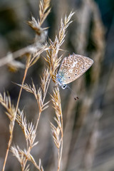 Closeup   beautiful butterfly sitting on flower