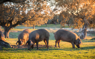 Iberian pigs in the nature eating - 245387749