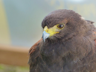 Harris Hawk