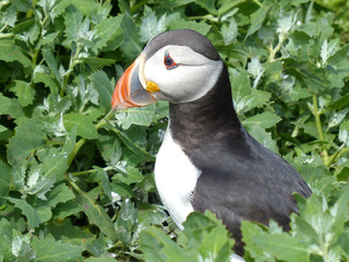 Puffin 1