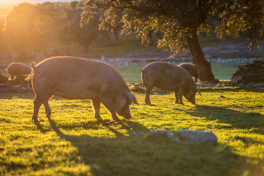 Iberian pigs in the nature eating