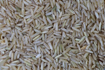 group of paddy rice seed 