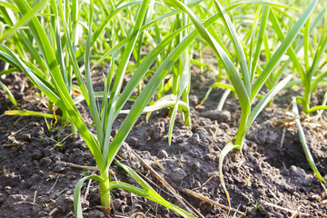 Field with green garlic, young garlic, sprouts of garlic on dark earth, agriculture. Young garlic plants grows in a field.
