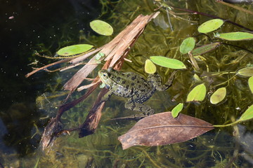 Grenouille tachetée