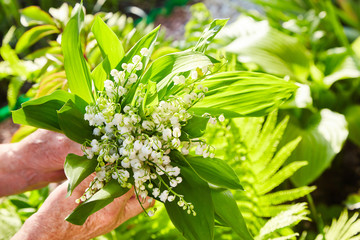 Fototapeta na wymiar A bouquet of lilies of the valley in a granny's hands. The first flowers, spring flowers. Woman's hands holding a bouquet of flowers lily of the valley