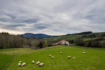 Fototapeta na wymiar Typical Basque farmhouse with sheep grazing on a cloudy day