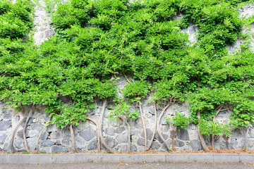 Green Wall