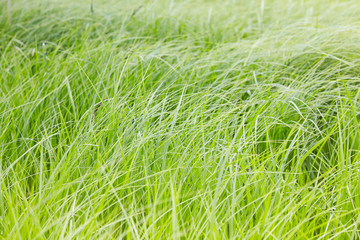 Green grass background
