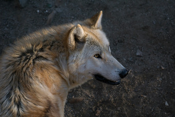 El gran lobo del ártico