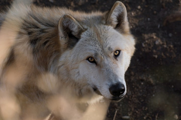 Fototapeta premium El gran lobo del ártico