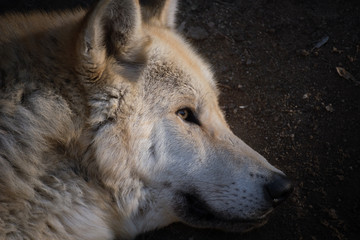 Fototapeta premium El gran lobo del ártico