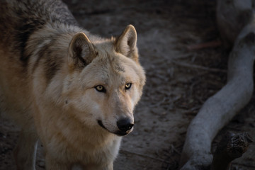 El gran lobo del ártico