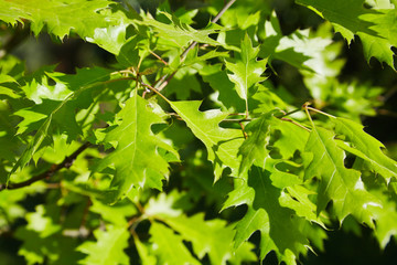 Green leaves of quercus rubra against blue sky