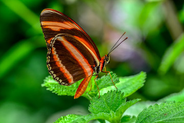 Closeup   beautiful butterfly sitting on flower