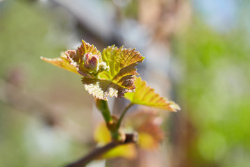 Young grape leaves in spring, blurred background. Young inflorescence of grapes