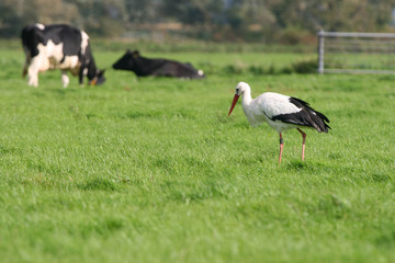 Obraz na płótnie Canvas White Stork Hunting on a Beautiful green Meadow with cows in the background
