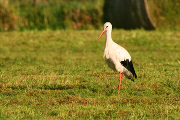 White Stork strinding on a Beautiful green Meadow during golden hour