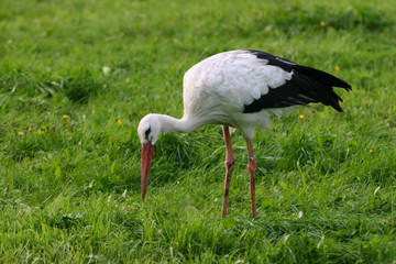 White Stork hunting on a Beautiful green meadow